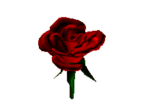 En rose